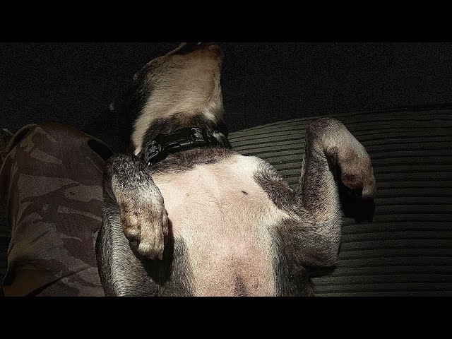 Staffy Gets Belly Rubs For 22 Minutes Straight