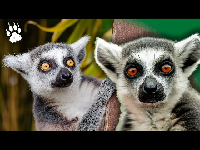 LÉMURIENS EN DANGER : Survivre ou Disparaître ? 🐒 ⎮ MADAGASCAR 🇲🇬 ⎮Documentaire Animalier  - AMP