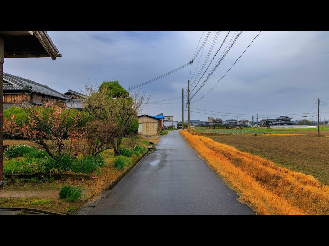 Early Spring Morning Walk in Light Drizzle | Inami, Japan