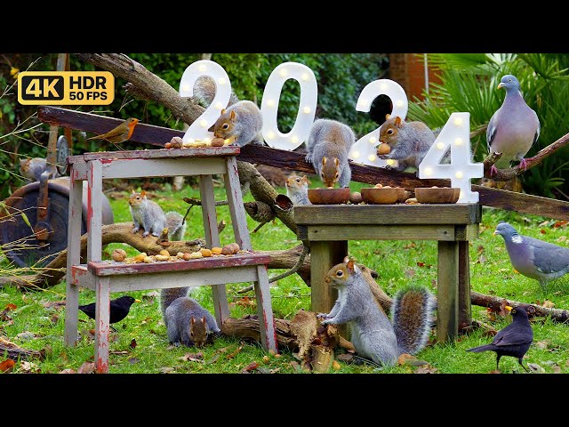 [NO ADS] Cat TV for Cats to Watch 😸 Birds & Squirrels New Year Celebration 🎆 Bird Videos & Cat Games