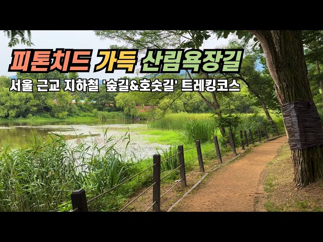 서울 근교 지하철, 피톤치드로 산림욕을 하며 걷기 좋은 숲길 | 트레킹 코스 | 당일치기 뚜벅이 국내 혼자여행 | 서울대공원 산림욕장길 둘레길