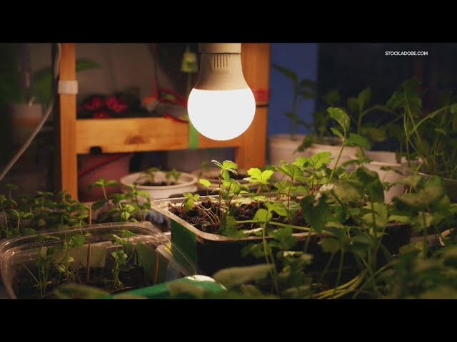 Grow with KARE: Start your flower seeds earlier than your veggies