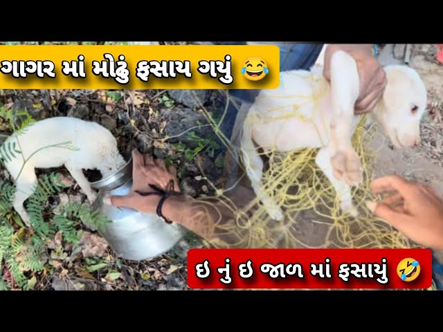 કૂતરાનું ગલુડિયું ફસાય ગયું ।। kutra nu galudiyu