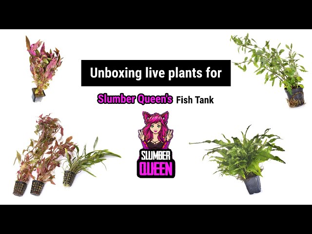 Unboxing Plants for Slumber Queen fish tank | Sree Padma plants | Pets for You