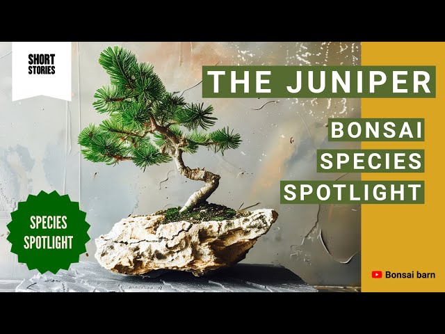 “Bonsai Species Spotlight.” – “The Juniper Bonsai.”