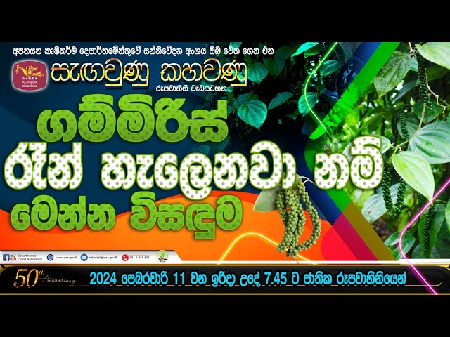 ගම්මිරිස් රෑන් හැලෙනවා නම් මෙන්න විසදුම