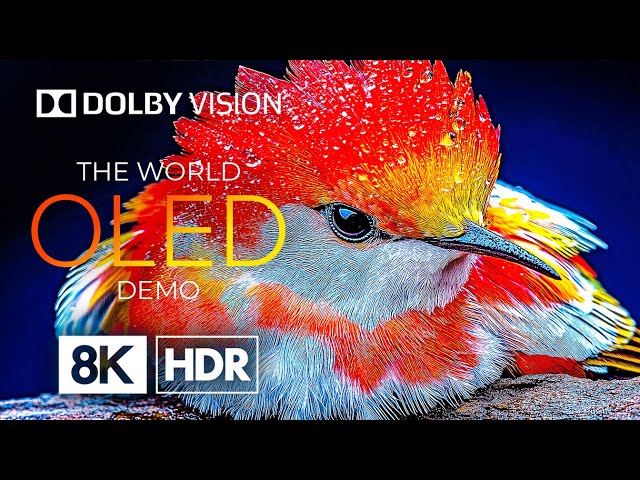 OLED 8K HDR 60fps with Dolby Vision – Journey Through the Earth's Most Beautiful Wildlife