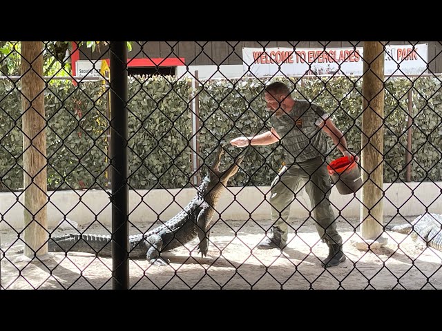 Alligator feeding in Everglades