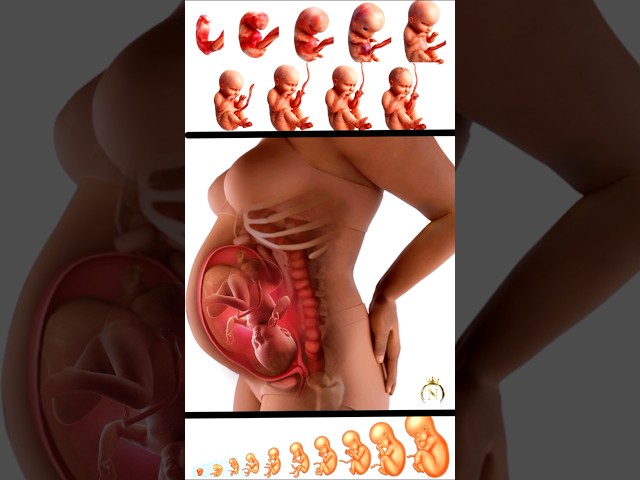 Baby growth in mother womb |#babygrowth #shorts #pregancy #viralvideo #medical #nursingking