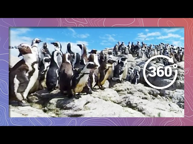 African Penguins on the Rocks in 4K 360 (Wildlife and Nature 2018)