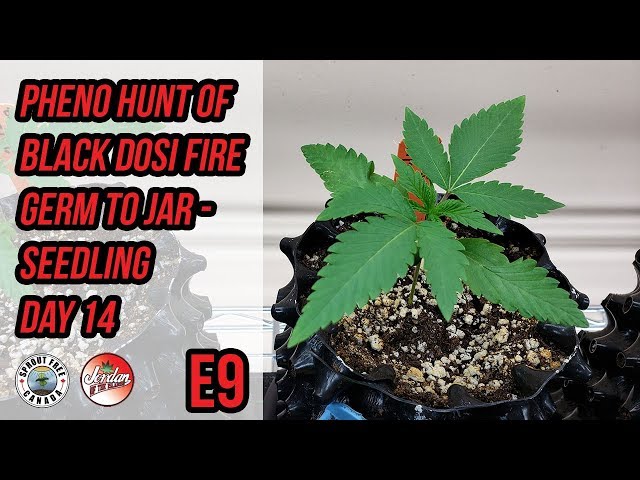 Pheno Hunt Black Dosi Fire Germ To Jar - Seedling Day 14 - E9