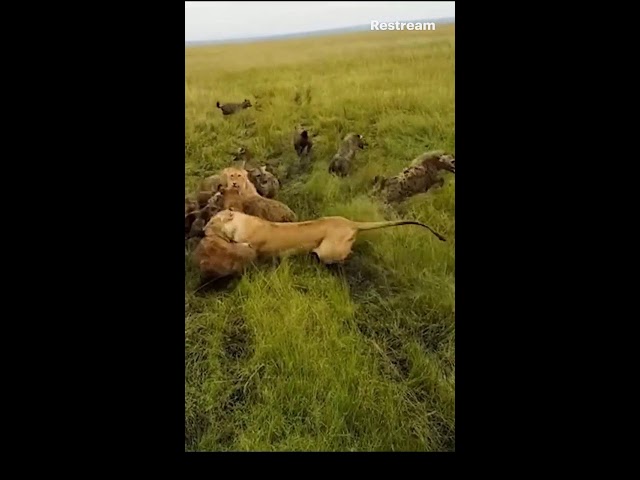 Hyenas attack lion #shortsyoutube #trendingshorts #viral