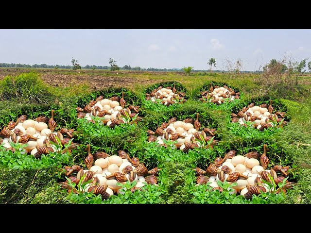 BEST amazing - pick a lot of duck eggs and catch snails under grass at field by hand