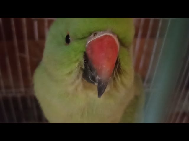 parrot cute in lovely | parrot talking | talking parrots