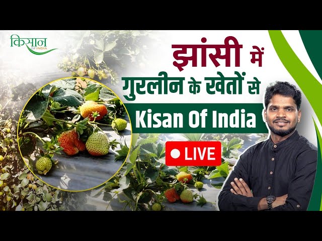 झांसी में Strawberry और Multicrop Farming, गुरलीन की स्मार्ट खेती देखने पहुंचा Kisan Of India