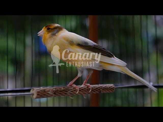 Canto imparável dos canários - a melhor garantia para treinar o seu jovem canário