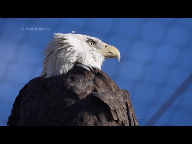 American bald eagles are having a moment, ecologically and culturally