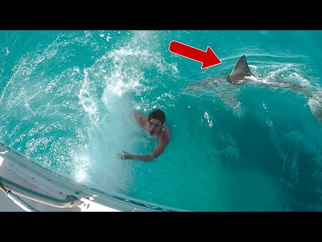 SHARK PRANK WENT REAL!!