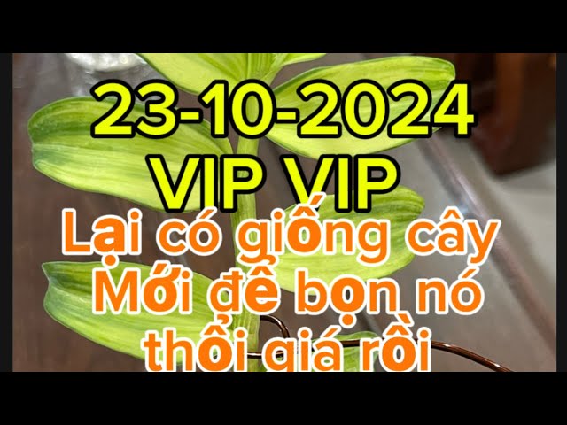 23-10-2024 mời các cụ ngắm siêu phẩm sọc VIP Lh 0586919981