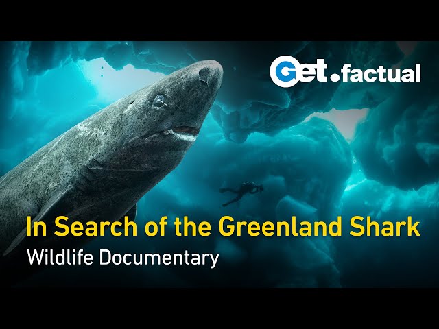 Greenland - Sharks of the Icy North | Wildlife Documentary