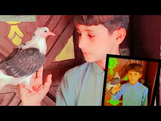 as bache ko shok dekho kabootaro ka اس بچے کا شوق 😘👌👌#kabotarbaaz #pigeonkiduniya #trendingvideo