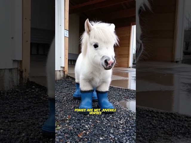 This is a Pony, also known as a miniature horse.