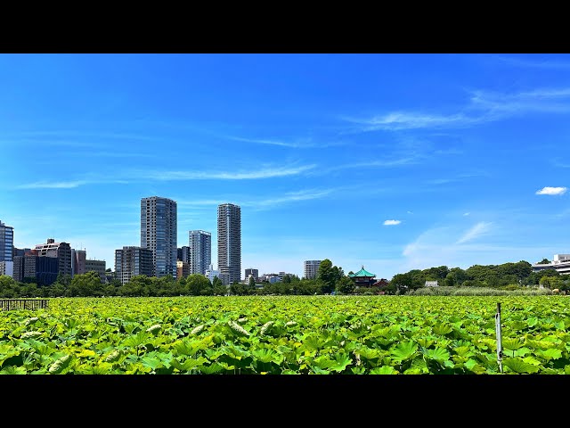 Live Saturday Tokyo Walk - Ueno to Yanaka