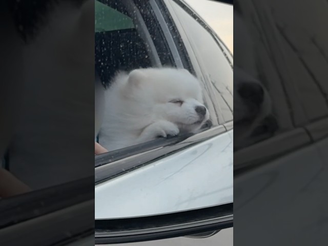 A dog that loves the wind.🐶🌀🥴  #dog #cute #pomeranian