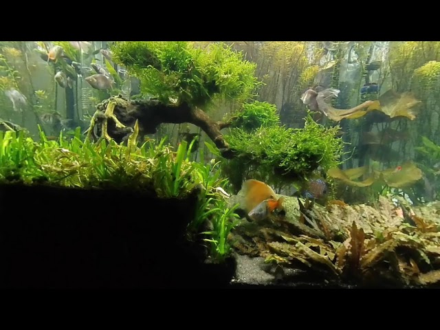 Planted Tank with Discus - Daytime 1 180 3D sbs