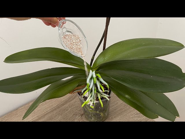 Just give 1 cup! The flowerless orchid suddenly sprouted and bloomed wildly in abundance.