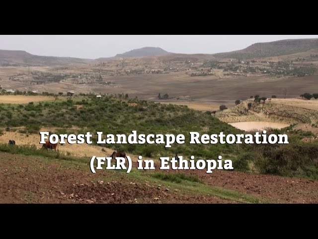 Forest Landscape Restoration (FLR) in Ethiopia