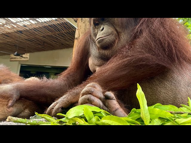 BALI ZOO - Breakfast  with Orangutans and Elephant mud fun