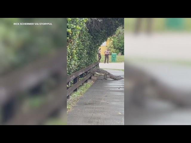 Crocodile Strolls Across Street in South Florida Amid Neighborhood Safety Concerns