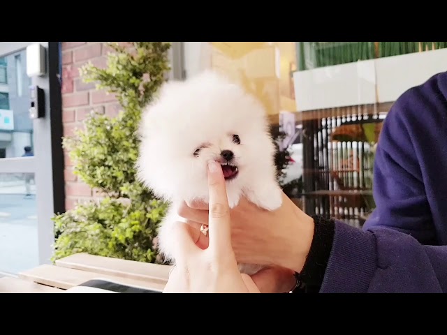 Cute teacup puppy pomeranian puppy video wow! - Teacup puppies KimsKennelUS