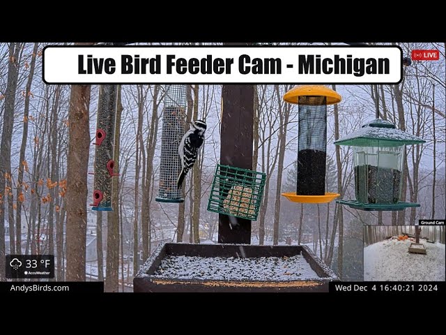 Andy's Backyard Bird Feeder - Live Nature and Wildlife Habitat