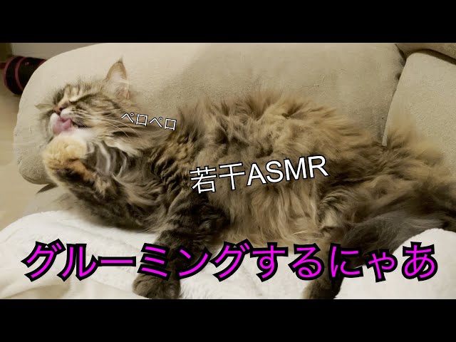 猫の毛づくろい、グルーミング延々流す動画　ASMR This is an endless grooming video.