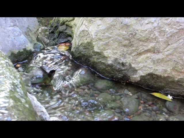 Taking a bath 🛀 @ Japanese garden