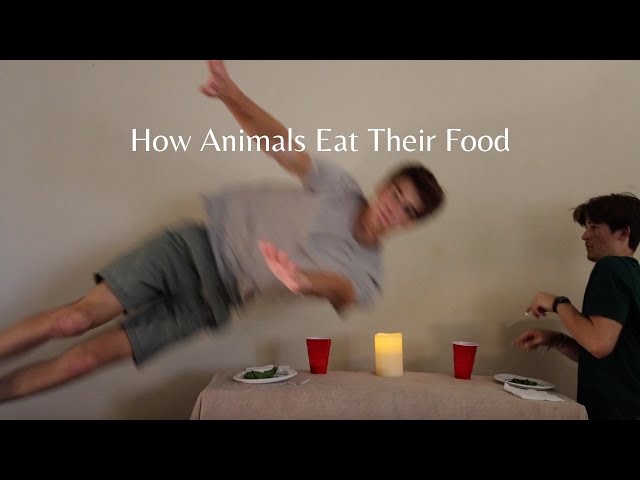 How Animals Eat Their Food