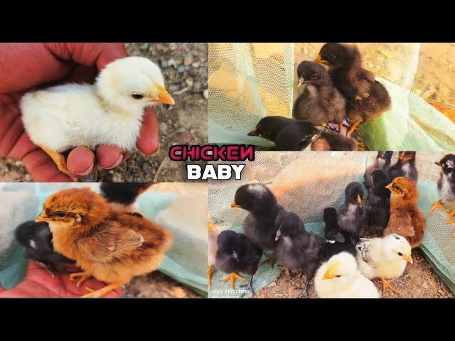 Cute Chicken Baby, world cute chicken,baby chicks, colourful chicken baby #PEDUCK