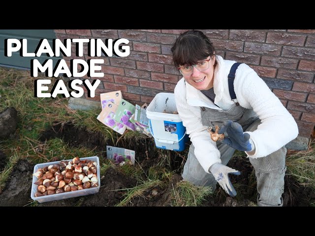 Best Ways To Plant Bulbs