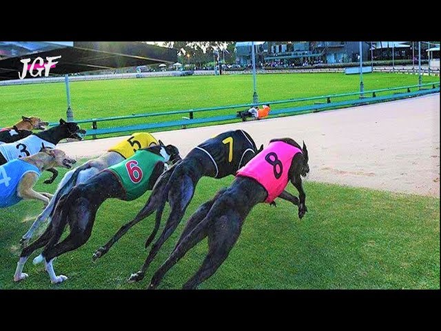 Greyhound racing - Track race