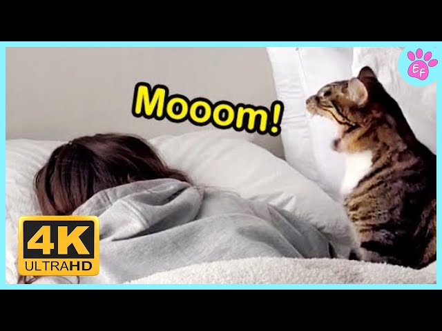 When Cats Speak English Like Pros! ❤️ Best Cute Cat Videos 2025