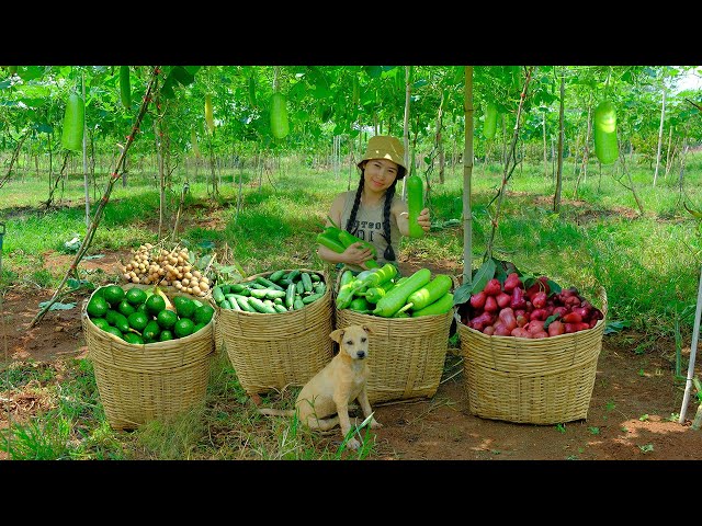 365 day Harvesting : Plum, Cucumber, Squash, Avocado, Longan to Sell at Market | Dương Harvest