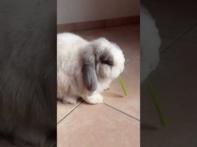 Bunny ASMR #bunny #rabbit #bunnies #cute #bunnyhop #pets #cuddlebuddy #cutebunny #cuteanimals #hasen