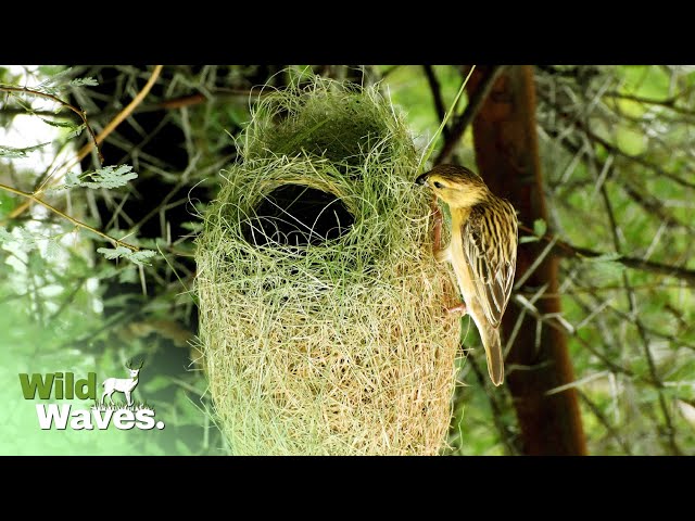 How Birds Build Nests | Wild Waves