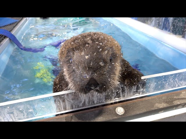 Kelp And Sea Otters Go Together