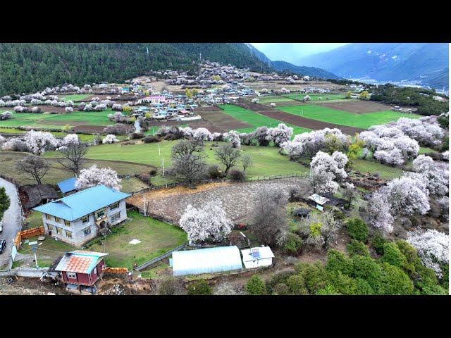 LIVE: Exploring tranquil rural life in Bomi, China's Tibet