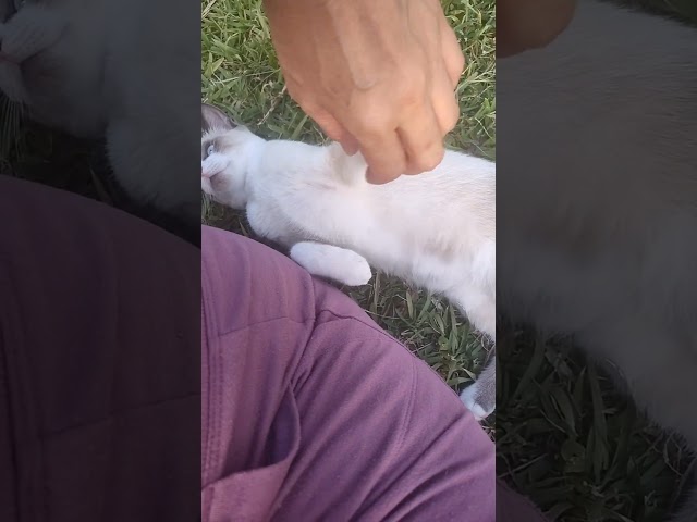 Kitten Loves to Bite  #cat #cuteanimals #cutekitty #kitten #catlover