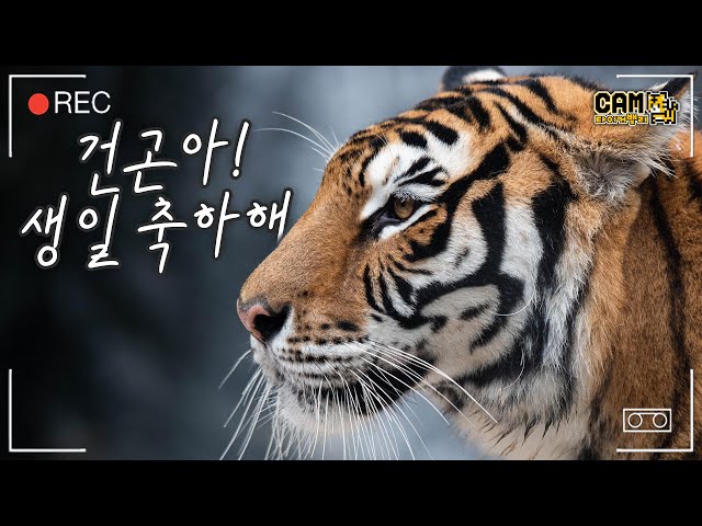 (SUB) Korean Tiger's Birthday Party With Beef Cake🐯│Tiger Valley