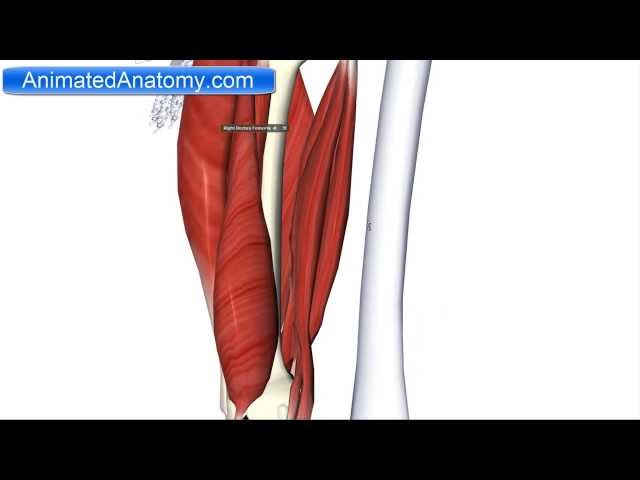 Muscles of the Thigh Part 2 - Posterior Compartment/Hamstring Anatomy